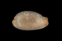 藏品(雞皮寶螺)的圖片